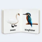 My Little Library – Birds Learning Book for Kids